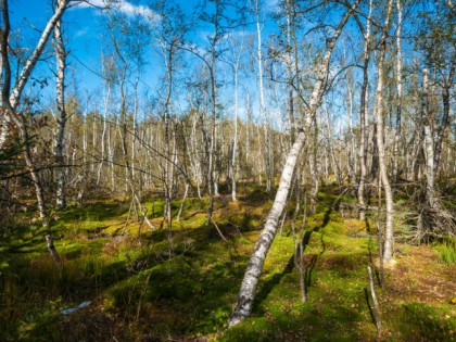 Фото: Город Филлинген-Швеннинген, Баден-Вюртемберг